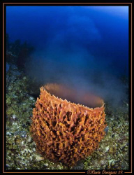 Barrel sponge spawning by Ramón Domínguez 